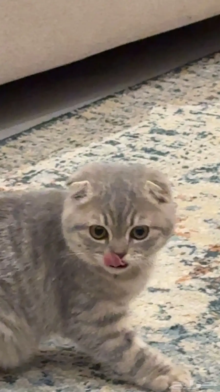 سكوتش فولد للتبني 7