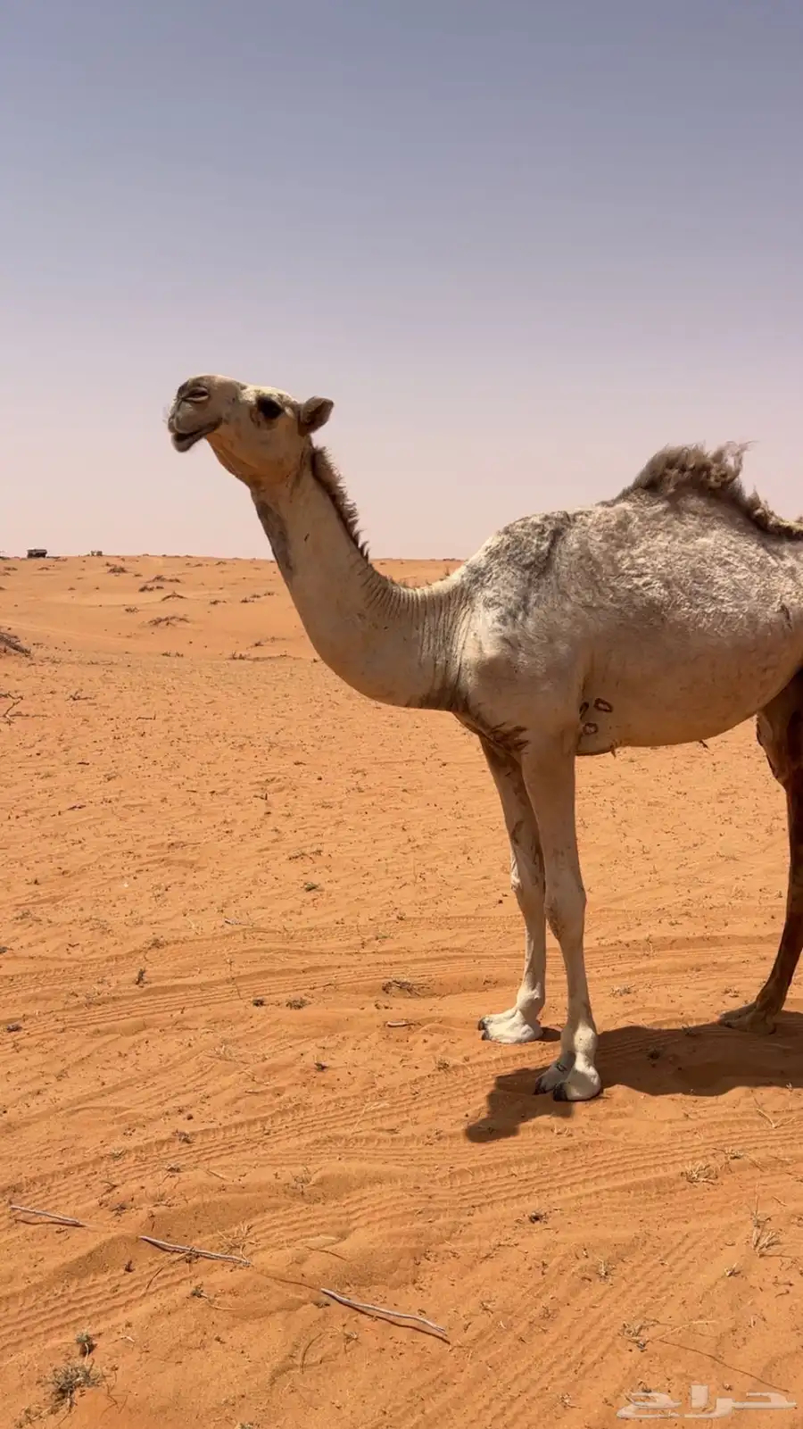 بكره باتليه حقه كفو 0