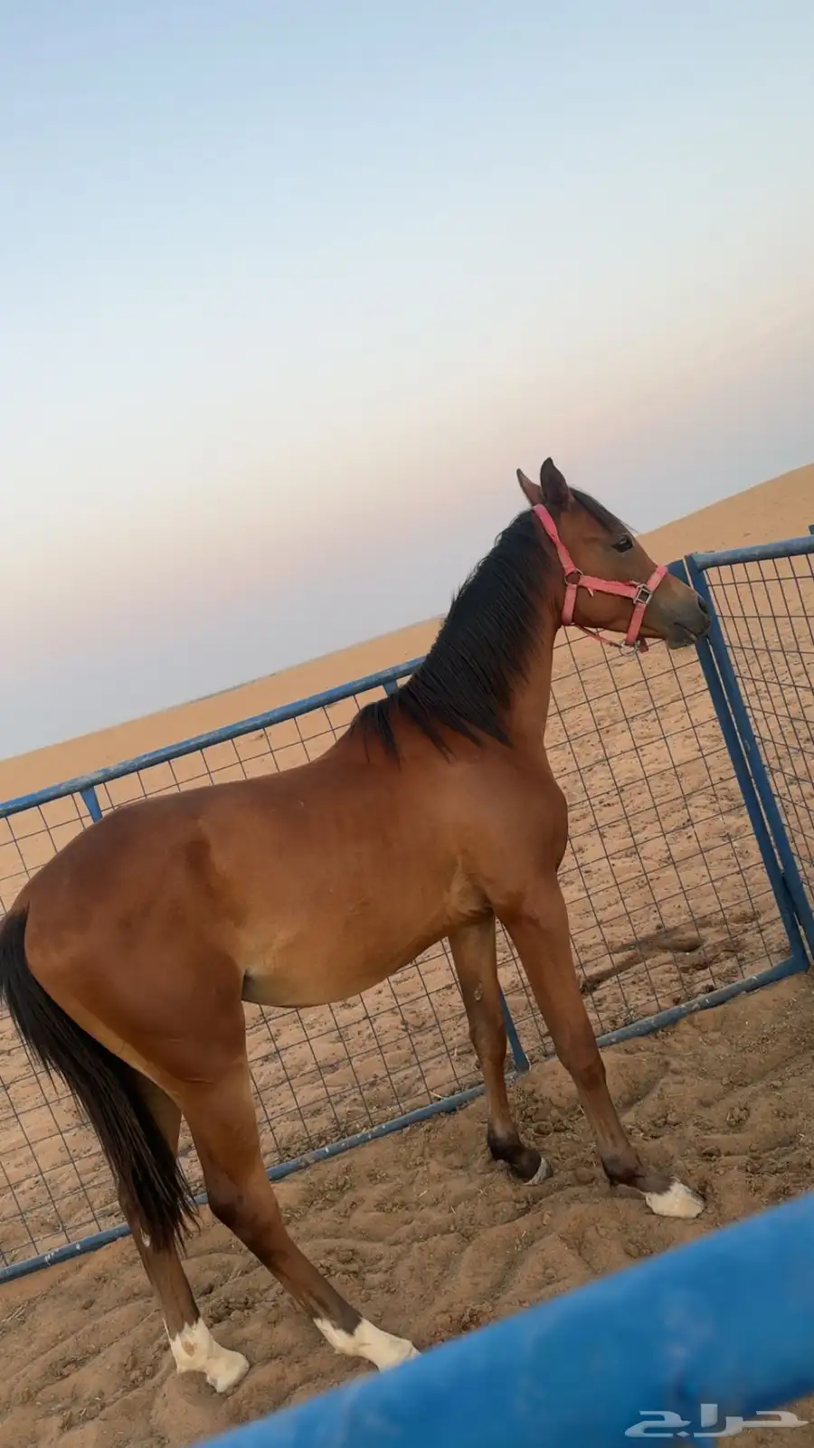 مهر عربي اصيل 0