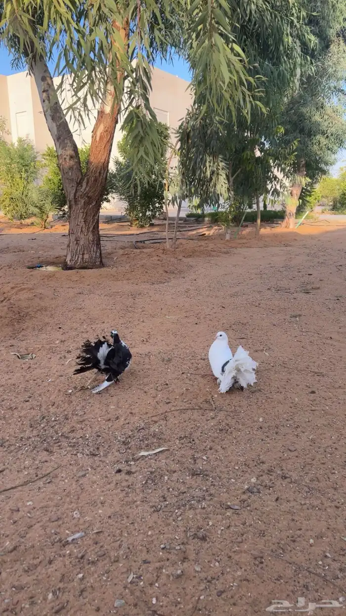حمام رقاصي اناث 2