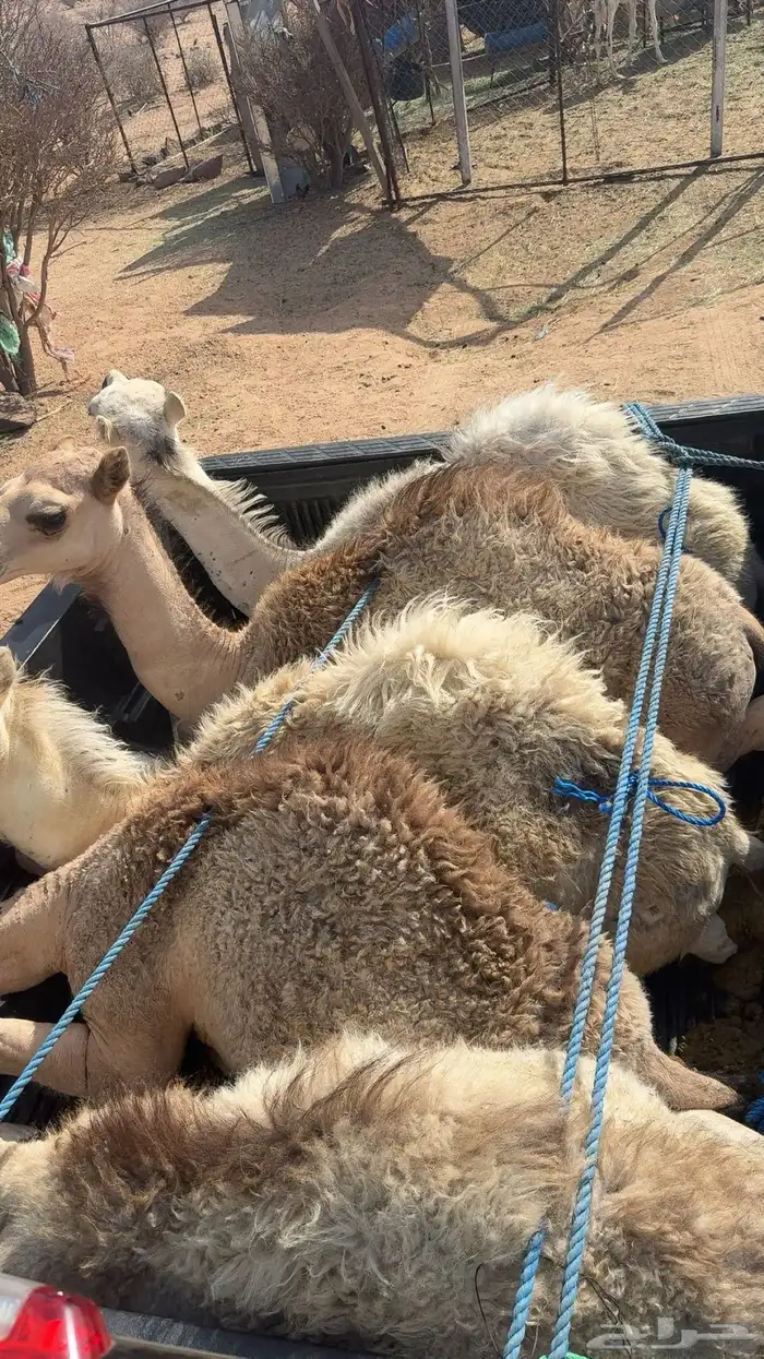 يوجد ذبايح خرفان وحشوان 2