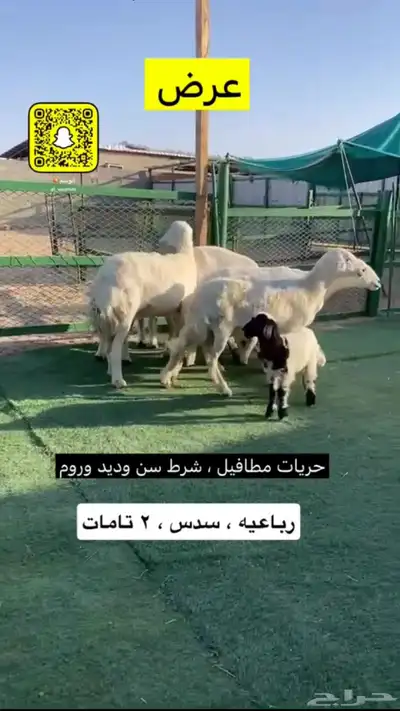 حريات مطافيل 1