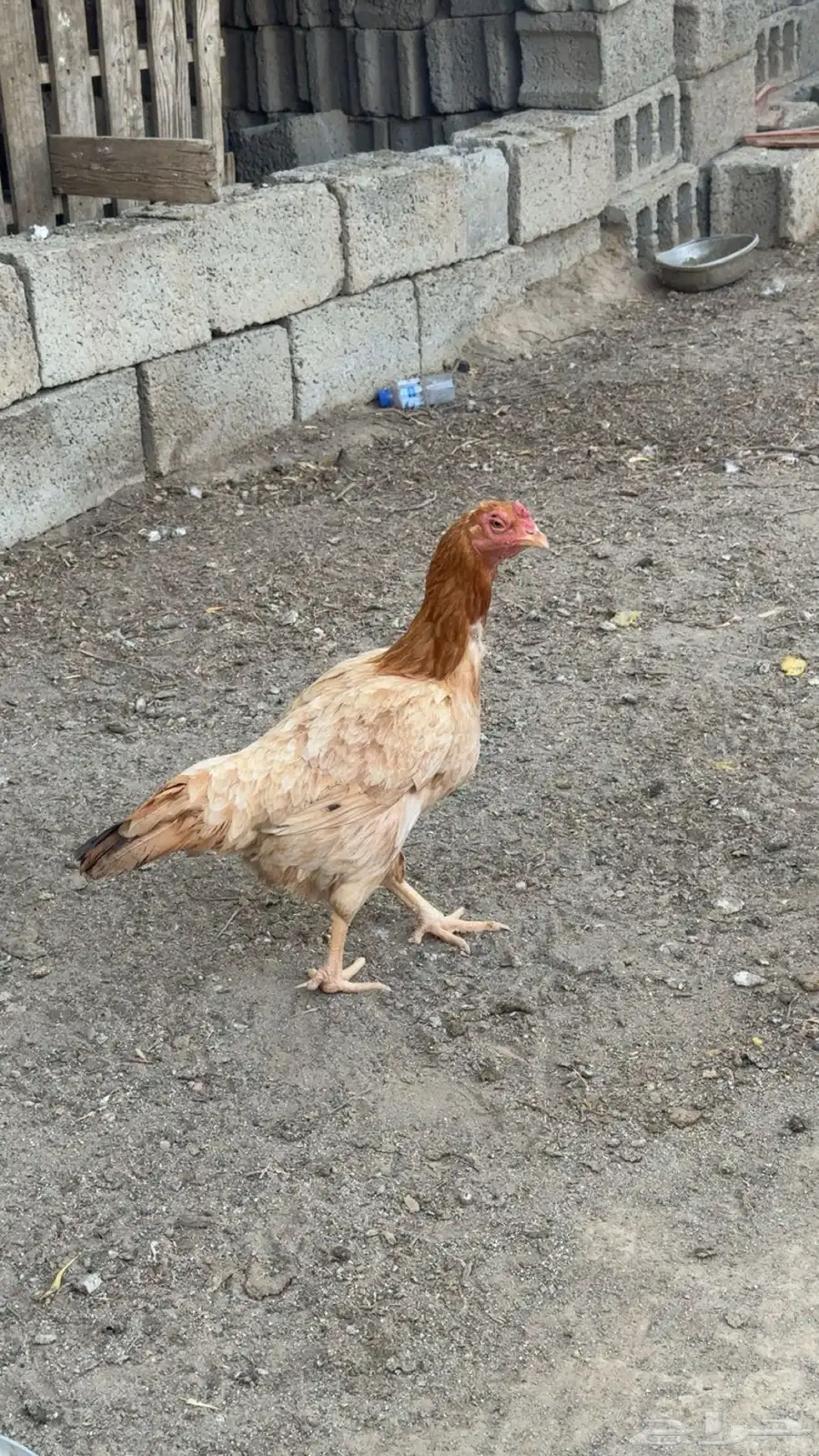 دجاج باكستاني وبراهما 1