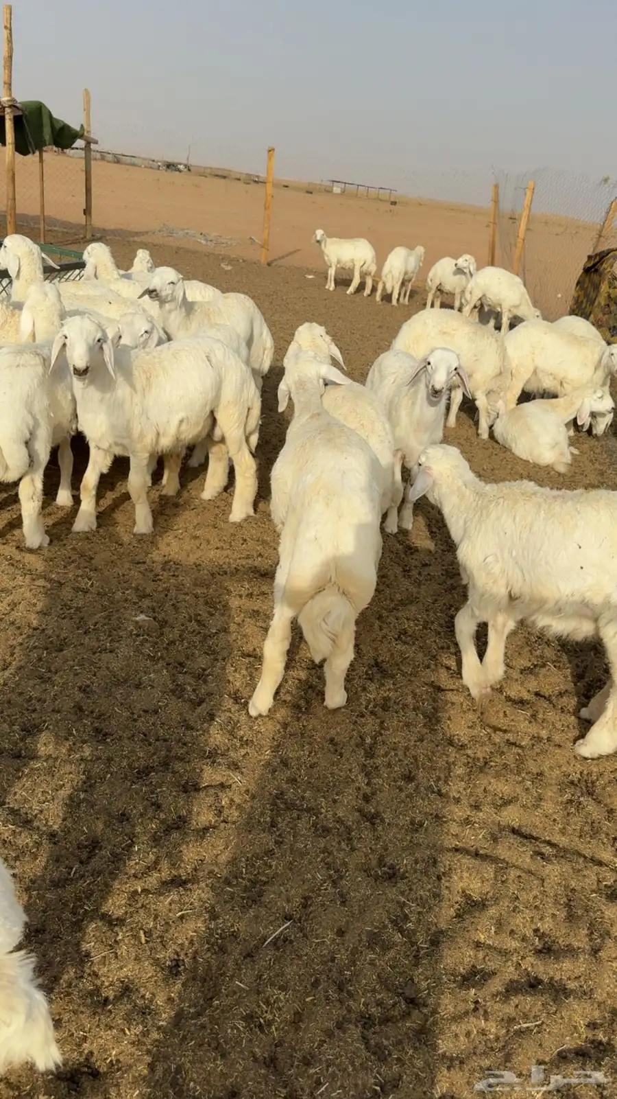 طليان حرري مربوططط 2