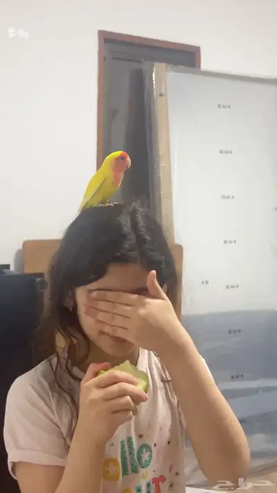 ببغاء الروز 2