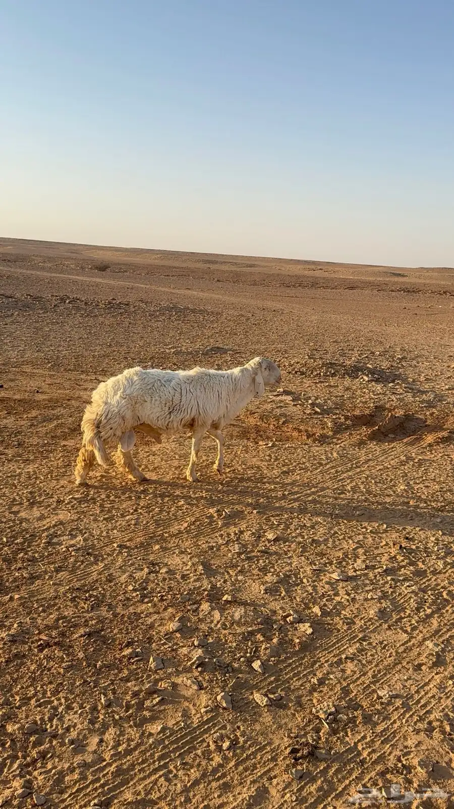 طلي رباع حري 2