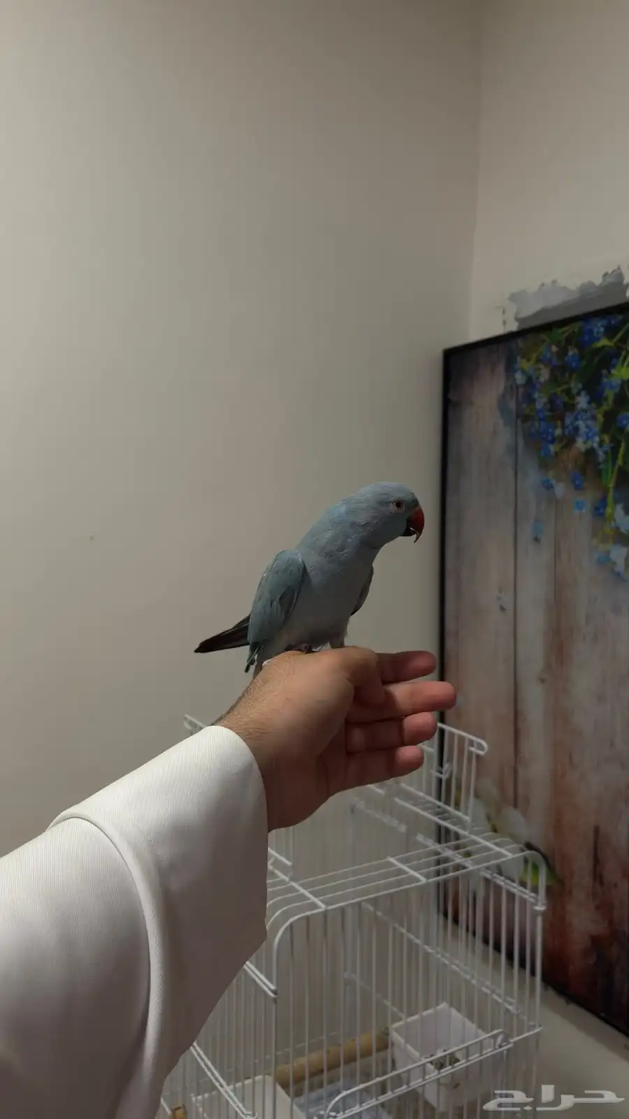 ببغاء الدره 2