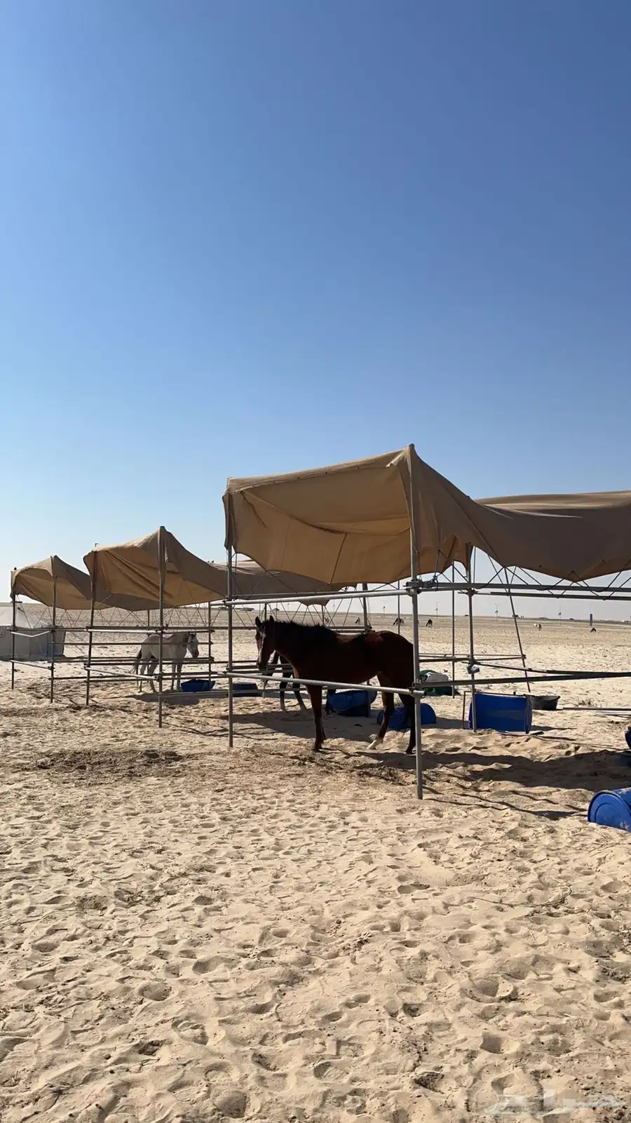 بوايك خيل واغراض مربط 0