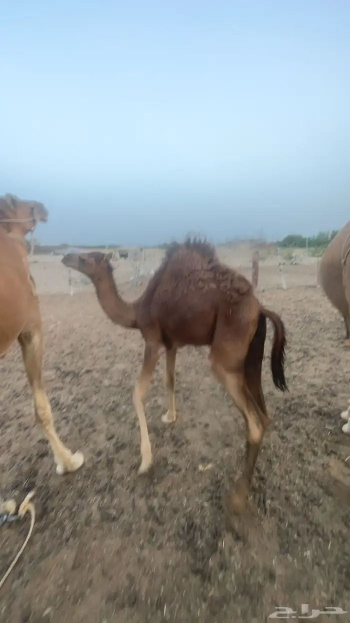 الصامل يتواصل 0