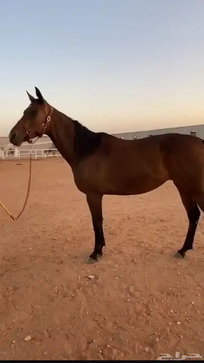 فرس إنجليزيه ثروبرد 0