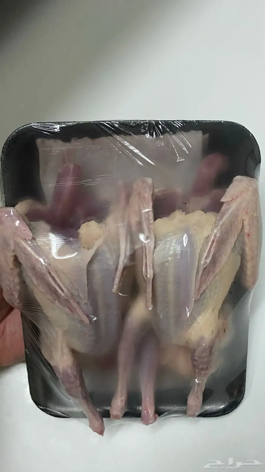 فراخة حمام ذبح اليوم طازج 3