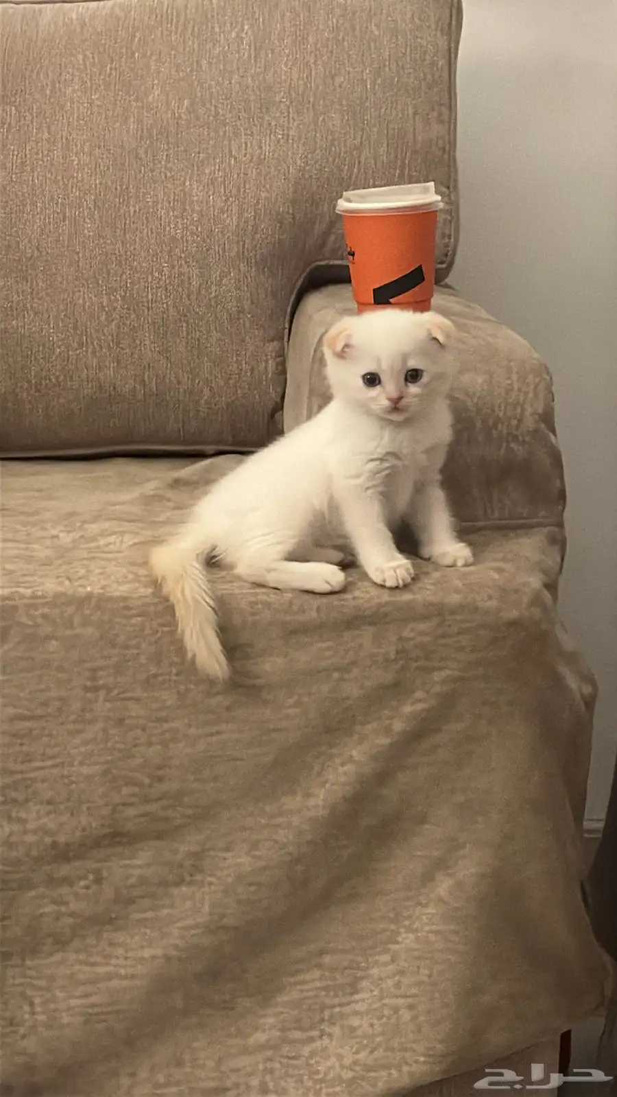 قطط للبيع 3