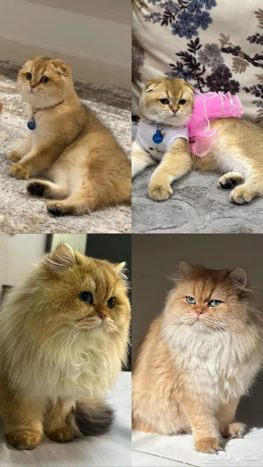 سكوتش فولد وستريت 4