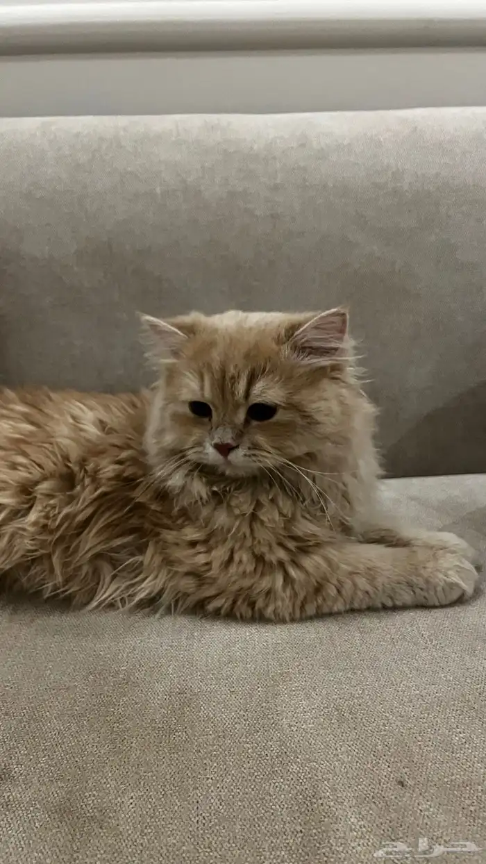 قط شيرازي عمره 11 شهر 0