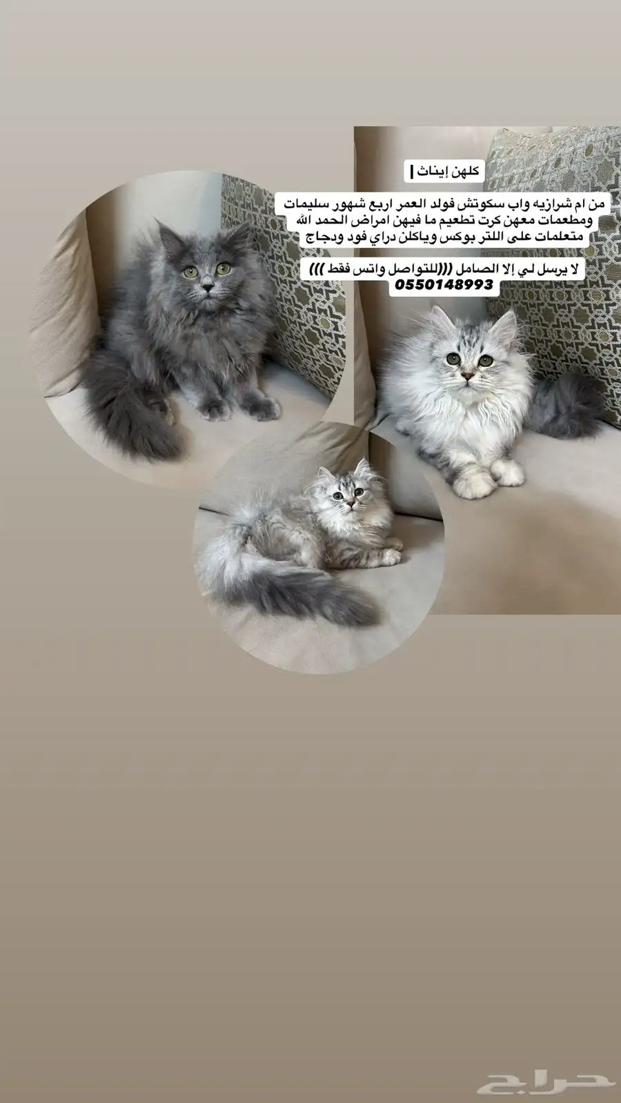 قطط للبيع 0