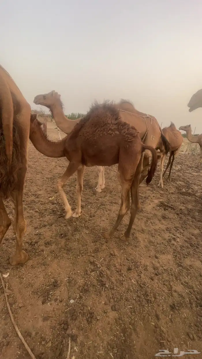 الصامل يتواصل 1