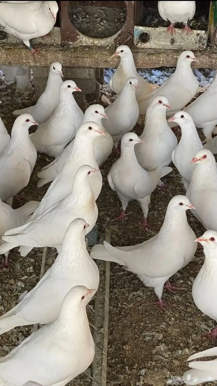 حمام فرنسي سوبر سوبر جامبو index