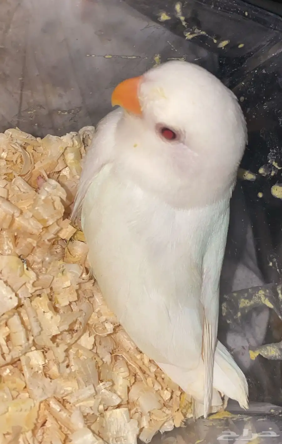 عصفور روز 2