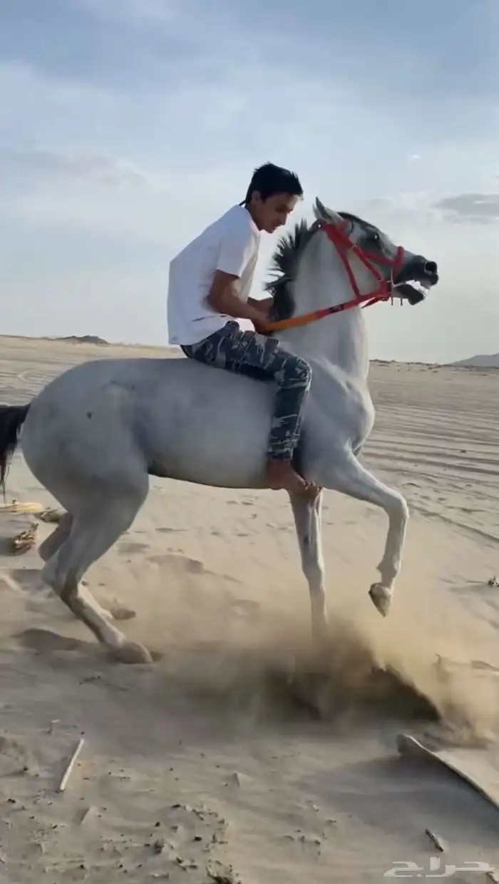 للبيع حصان 2