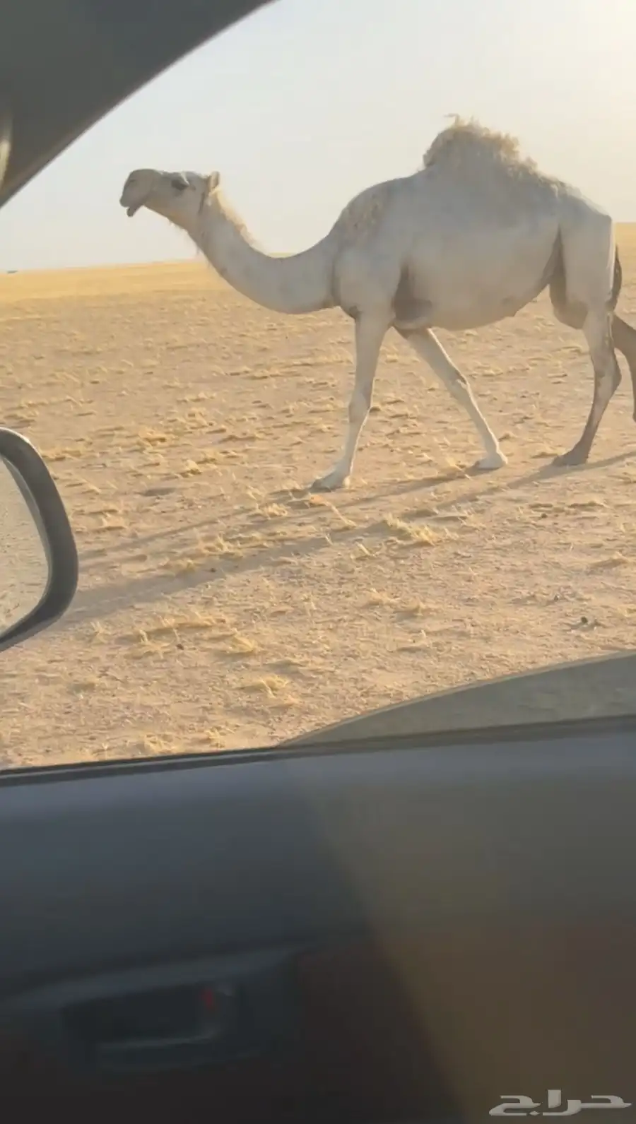 ناقه كفو للبيع على السوم رمانيه وأبوها رماني جدها الاهدب 0
