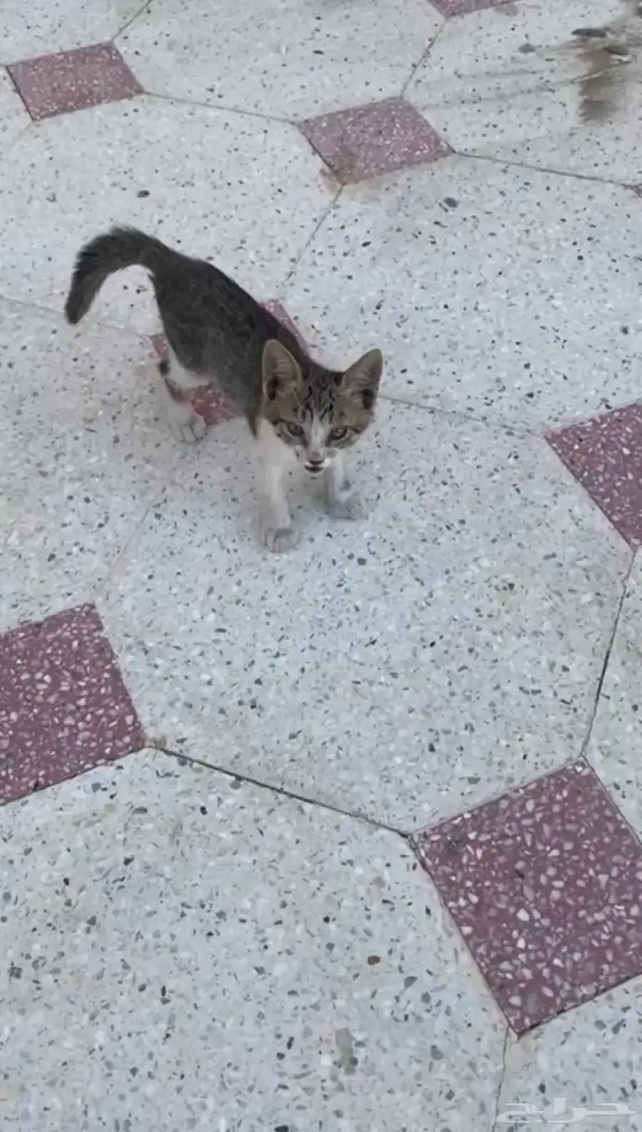 قطه تم انقاذه من الشارع بعمر شهرين 3