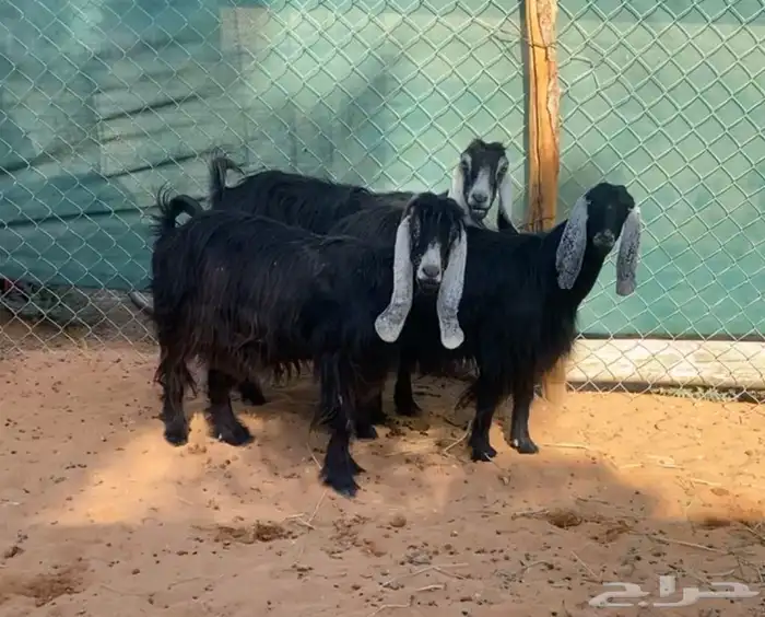 معزا حليب للبيع 1