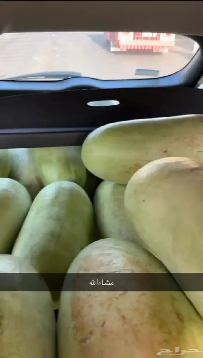 حبحب 1