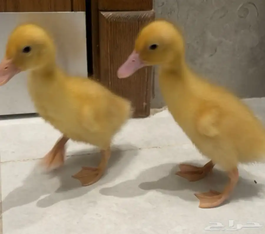بط بكيني عمر اسبوعين 2