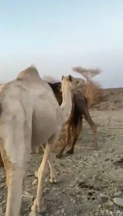 ناقه القحه للبيع 0
