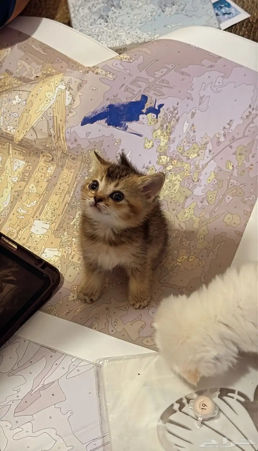 قطط للبيع 14