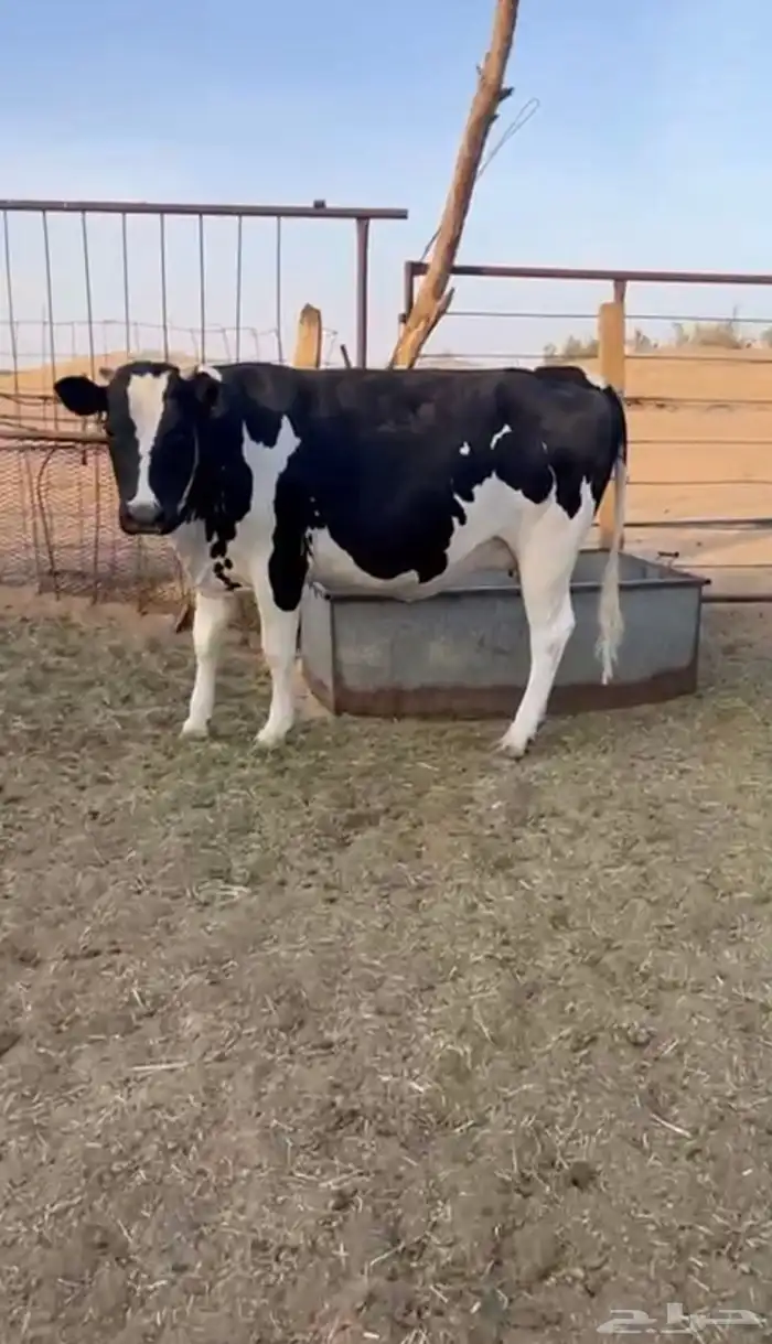 بقر للبيع جمله 1