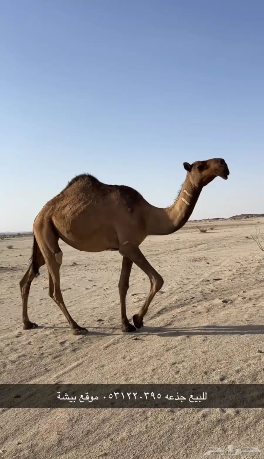 بكره جذعه 0