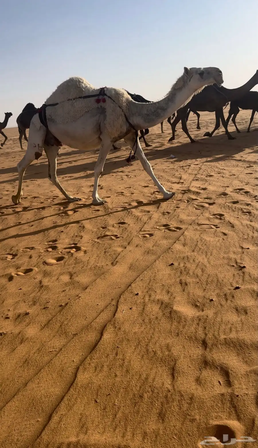 خلفه وضحا تحتها بكره عمرها 3 شهور طيبه 0