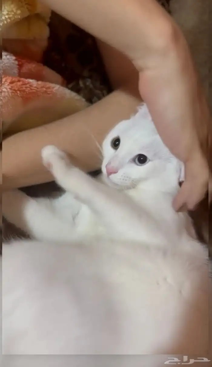 قط ذكر تائه عيون ملونه 0