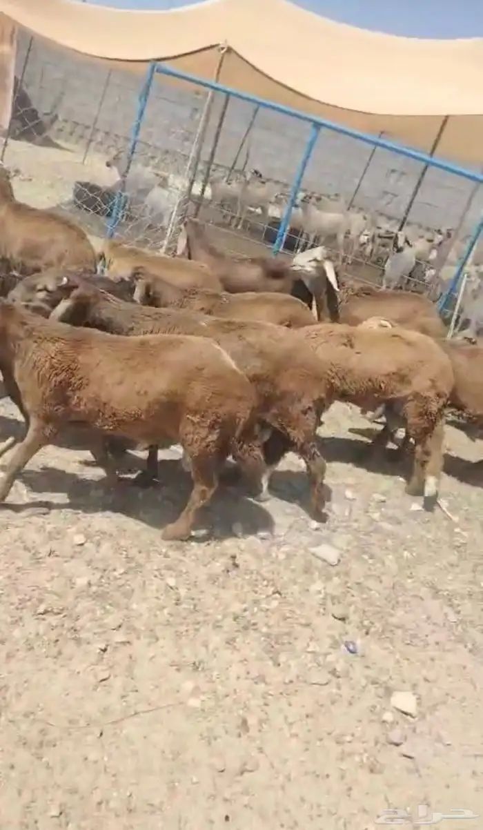 26 طليان سواكن 1