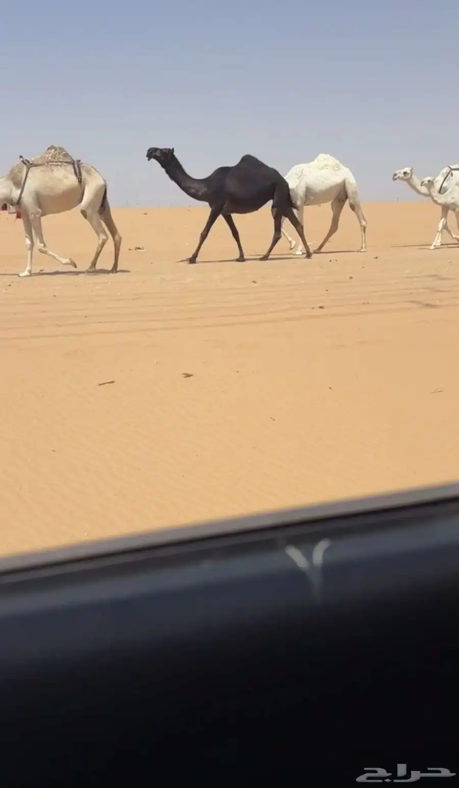 حقه مجهم 0