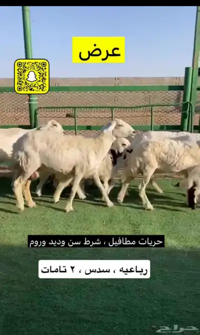 حريات مطافيل 2