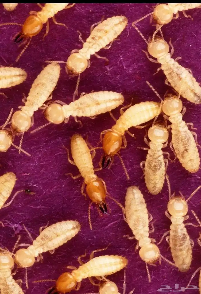 شركة تنظيف منازل وخزانات رش حشرات مكافحة جميع أنواع بمكة 3