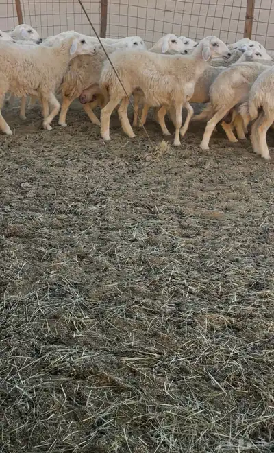 رخال دفيع مراح واحد 8