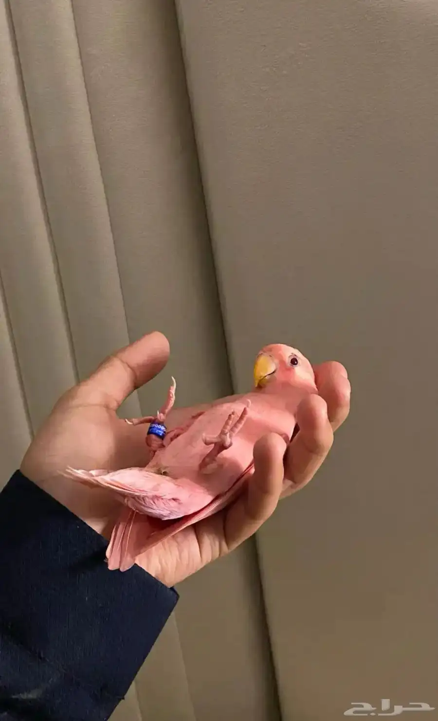 روز جميع الالوان 2