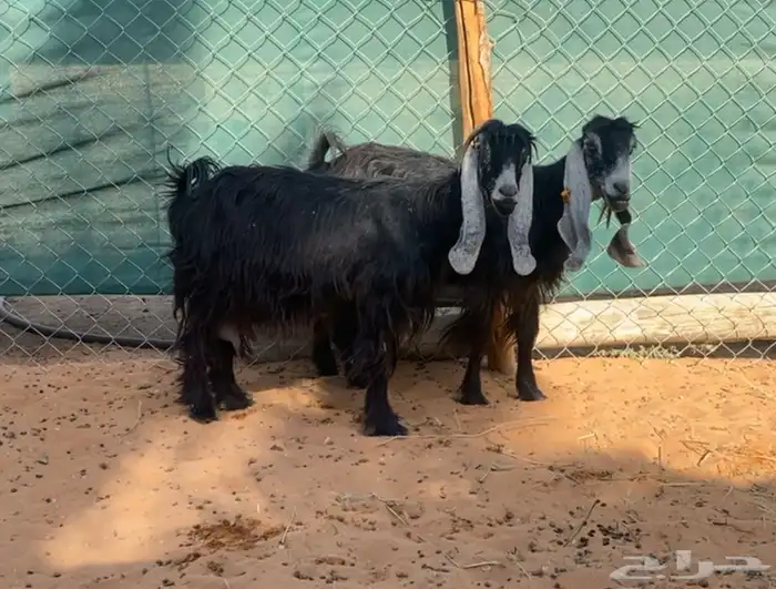 معزا حليب للبيع 2