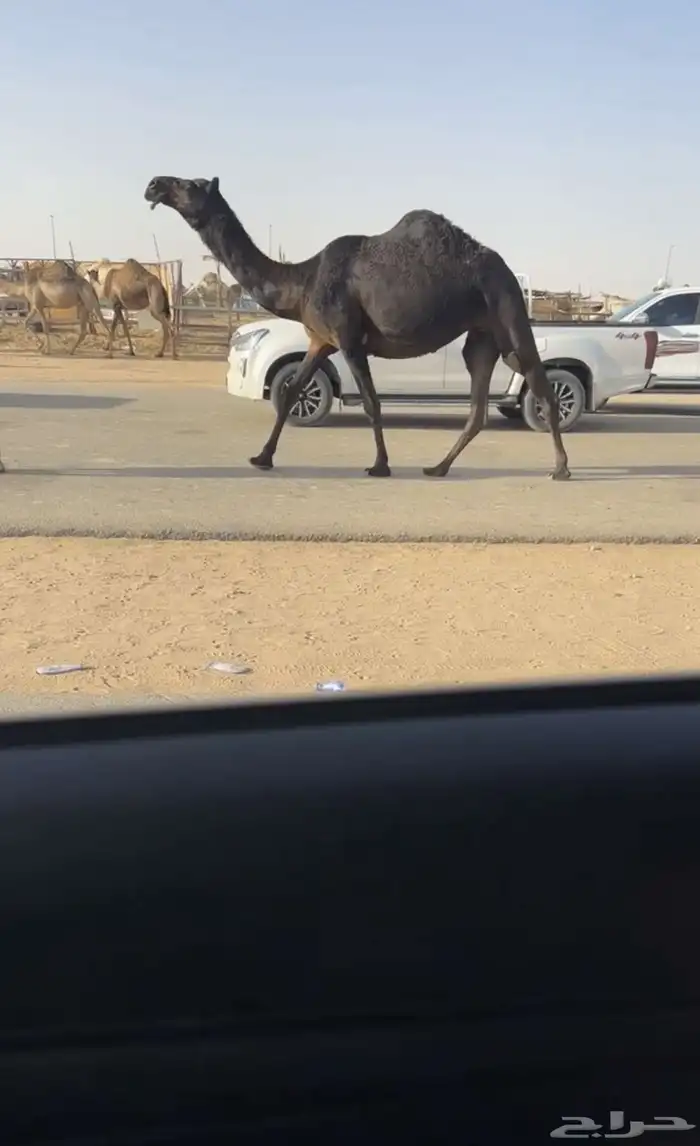 حقه مجهم 3