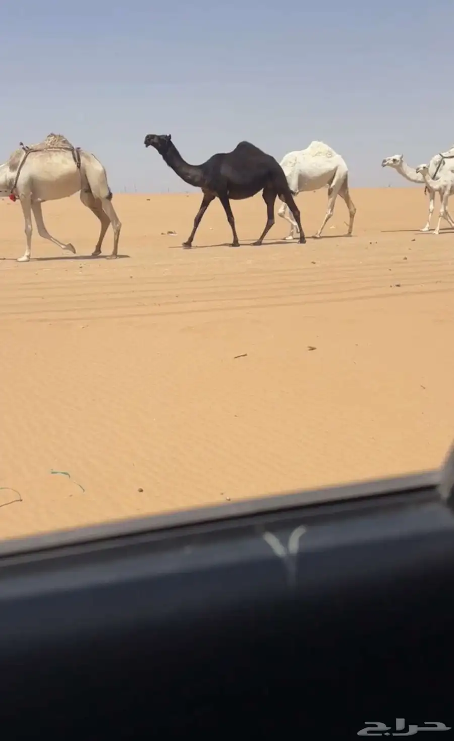 حقه مجهم 1