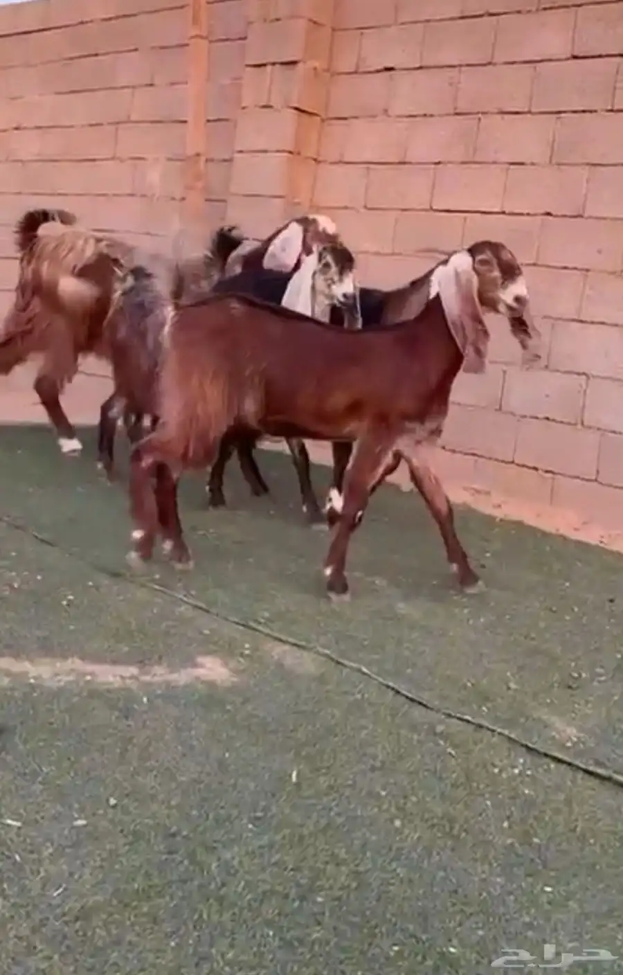 معزاء مشاريك خصصم 0