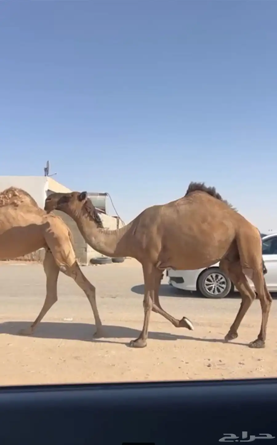 للبيع الخفوت الصفرا 2
