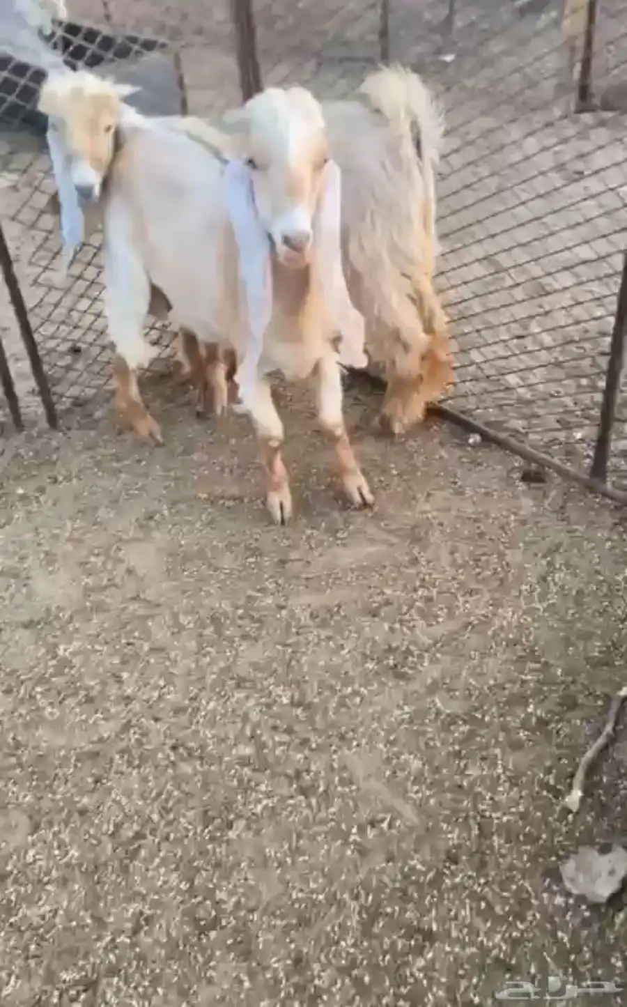 تيوس للبيع 1