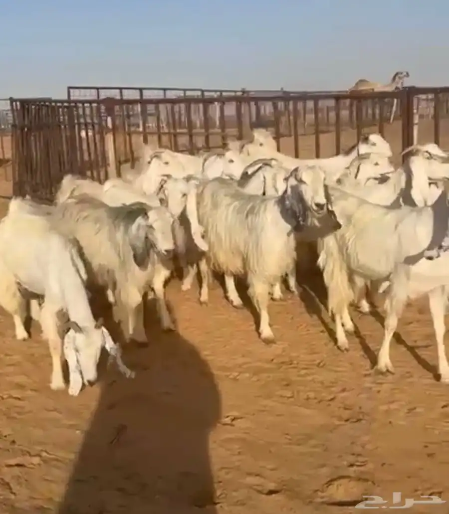 ماعز مصريات بيور. اجروم 1