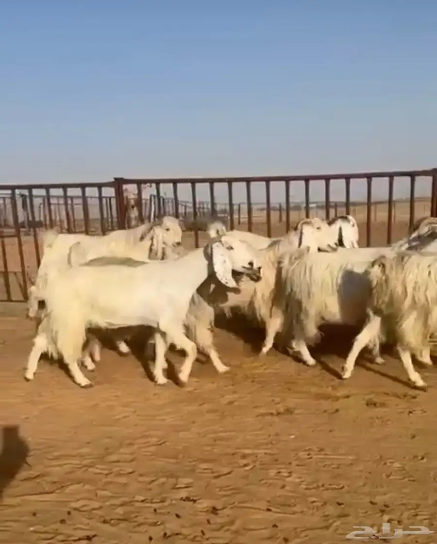 ماعز مصريات بيور. اجروم 0