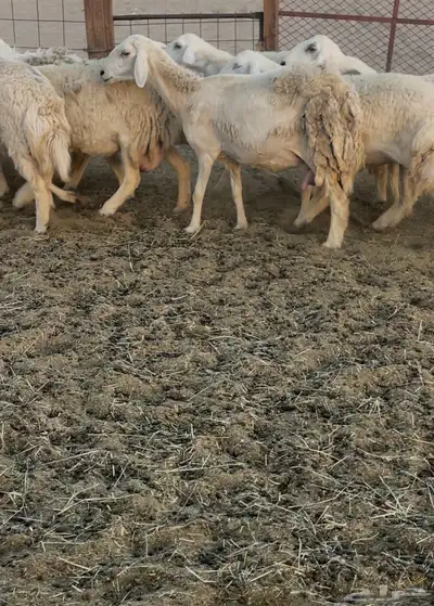 رخال دفيع مراح واحد 6