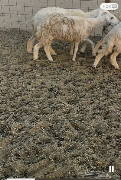 رخال دفيع مراح واحد 12